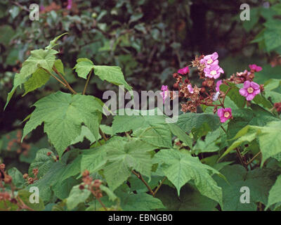 Fioritura lampone, viola-fioritura di lampone, thimbleberry, American bramble (Rubus odoratus), fioritura Foto Stock