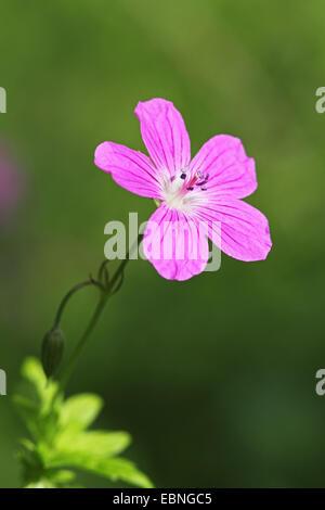 Marsh cranesbill (Geranio palustre), fiore, GERMANIA Baden-Wuerttemberg Foto Stock