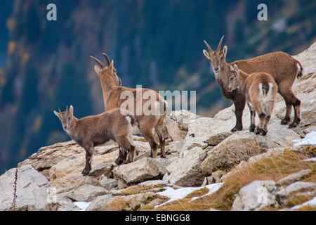 Stambecco delle Alpi (Capra ibex, Capra ibex ibex), le femmine con i loro animali giovani in autunno, Svizzera, Toggenburgo, Chaeserrugg Foto Stock