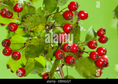 Biancospino, singleseed biancospino, inglese biancospino (Crataegus monogyna), il ramo con frutti maturi, Germania Foto Stock