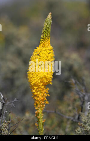 Il giallo del gatto di coda (Bulbinella latifolia), Blossom, Sud Africa, Namaqua National Park Foto Stock