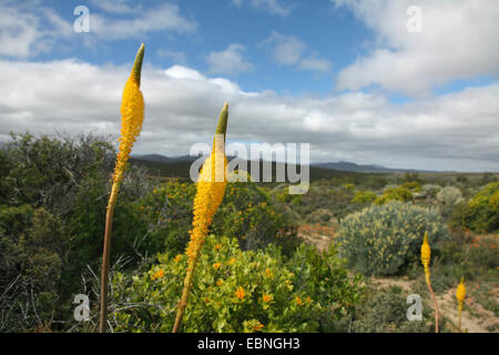 Il giallo del gatto di coda (Bulbinella latifolia), fioritura, Sud Africa, Namaqua National Park Foto Stock
