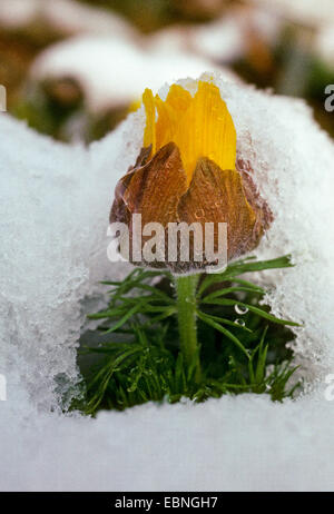 La molla di Adone, fagiano's eye (Adonis vernalis), apertura fiore nella neve, Germania Foto Stock