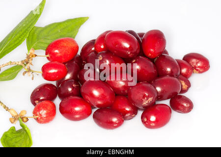 Corniolo legno (Cornus mas), frutti raccolti, tagliate, Germania Foto Stock