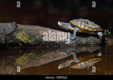 Diamondback terrapin (Malaclemys terrapin), si siede su un pezzo di legno, che si trova nell'acqua, immagine speculare, STATI UNITI D'AMERICA, Florida Foto Stock