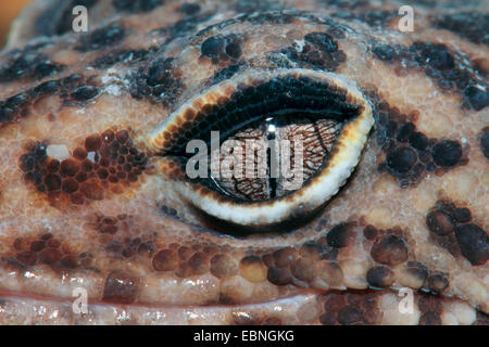 Leopard gecko (Eublepharis macularius), occhio Foto Stock