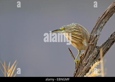 Sgarza ciuffetto (Ardeola ralloides), immaturi bird si siede su un albero morto, Sud Africa, Parco Nazionale di Pilanesberg Foto Stock