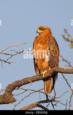 Bruno eagle (Aquila rapax), si siede in un albero, Sud Africa, Kgalagadi transfrontaliera Parco Nazionale Foto Stock