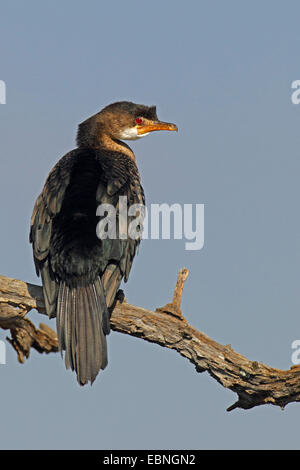 Reed cormorano (Phalacrocorax africanus), immaturi bird si siede su un morto, Sud Africa, Parco Nazionale di Pilanesberg Foto Stock