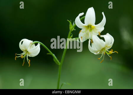 Martagon giglio, viola turk cappuccio del giglio (Lilium martagon), con fiori di colore bianco, Germania Foto Stock