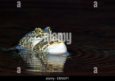 Il rospo verde, variegato toad (Bufo viridis), maschio stringendo un altro maschio in acque poco profonde, Bulgaria Foto Stock