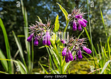 Comfrey comune (Symphytum officinale), fioritura, in Germania, in Baviera Foto Stock