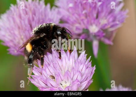 Buff-tailed Bumble Bee (Bombus terrestris), sul fiore di erba cipollina, Germania Foto Stock