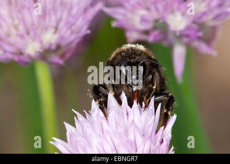 Buff-tailed Bumble Bee (Bombus terrestris), su erba cipollina blossom con chiaramente riconoscibile sucker, Germania Foto Stock