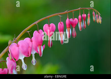 Comune di cuore di sanguinamento (Dicentra spectabilis), infiorescenza Foto Stock