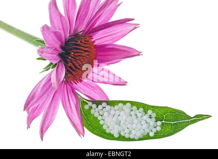 Orientale coneflower viola (Echinacea purpurea), sbocciano i fiori e foglie con globuli homoeopathic Foto Stock