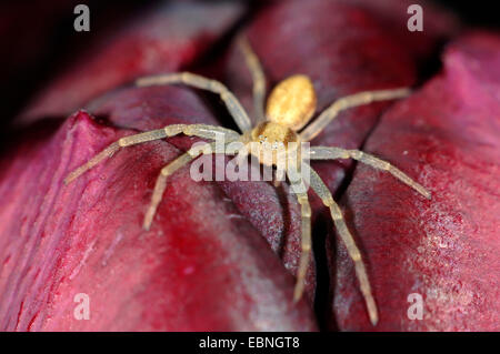 Philodromus (Philodromus spec.), in agguato su un fiore, Germania Foto Stock