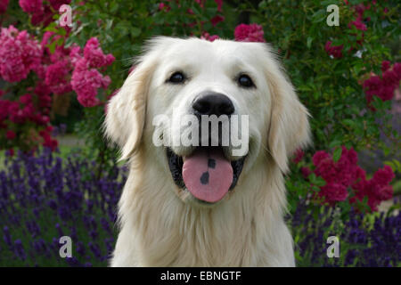 Golden Retriever (Canis lupus f. familiaris), ritratto di fronte a un letto floreale, Germania Foto Stock