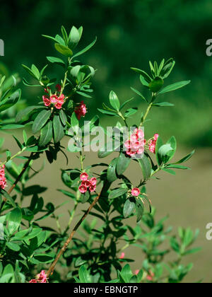 Pecore-laurel (Kalmia angustifolia), fioritura Foto Stock