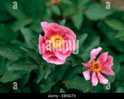 Paeony maiorchino, Mallorcan Paeony (Paeonia cambessedesii), fioritura, Spagna, Balearen, Maiorca Foto Stock