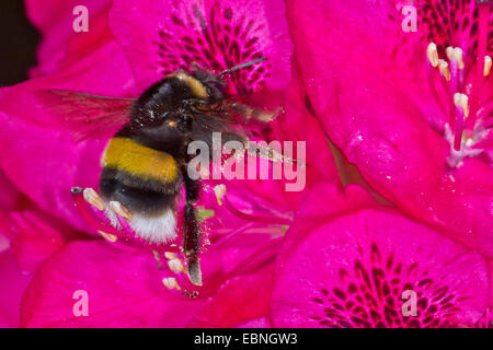 Piccolo giardino Bumble Bee (Bombus hortorum), al fiore di rododendro Foto Stock