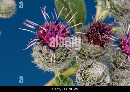 Lanosi bardana, Hairy bardana, Bardana, Bardane (Arctium tomentosum), infiorescenza, Germania Foto Stock