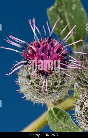 Lanosi bardana, Hairy bardana, Bardana, Bardane (Arctium tomentosum), infiorescenza, Germania Foto Stock