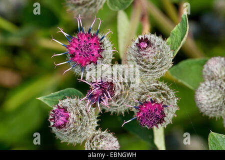 Lanosi bardana, Hairy bardana, Bardana, Bardane (Arctium tomentosum), infiorescenze, Germania Foto Stock