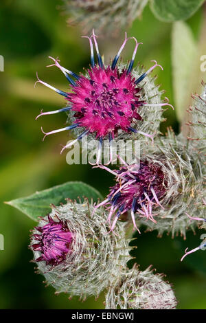 Lanosi bardana, Hairy bardana, Bardana, Bardane (Arctium tomentosum), infiorescenze, Germania Foto Stock