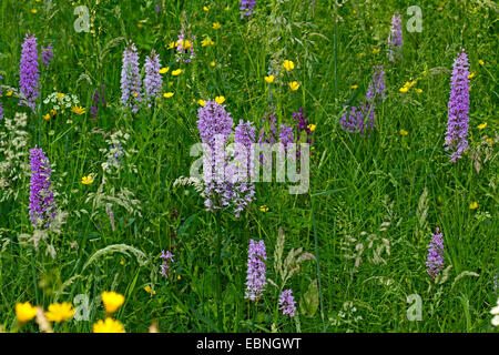 Orchidea macchiata (Dactylorhiza maculata, Dactylorhiza maculata ssp. maculata), in un prato, Germania, Meclemburgo-Pomerania Occidentale Foto Stock