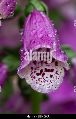 Foxglove comune, viola foxglove (Digitalis purpurea), fiore con gocce di pioggia, Germania Foto Stock