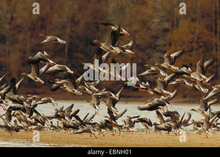 Graylag goose (Anser anser), gregge di decollare, Austria, Neusiedler See Parco Nazionale Foto Stock