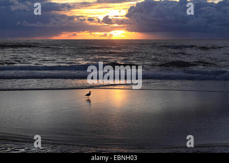 Nuvole scure sul mare del Nord, Germania, Schleswig-Holstein, Sylt, Rantum Foto Stock