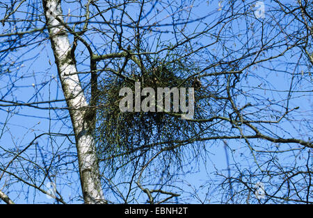 Birch besom (Taphrina betulina), della strega sulla scopa una betulla, causata da un fungo ascomiceti, Germania Foto Stock