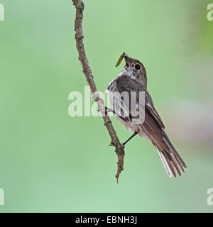 Semi-collare (flycatcher Ficedula semitorquata), femmina con il cibo in bolletta, Bulgaria, Kamchia Foto Stock