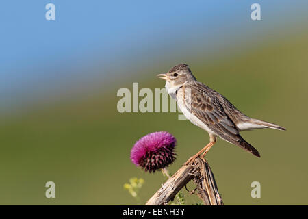 Calandra lark (Melanocorypha calandra), maschile seduto su un ramo, Bulgaria, Kap Kaliakra Foto Stock