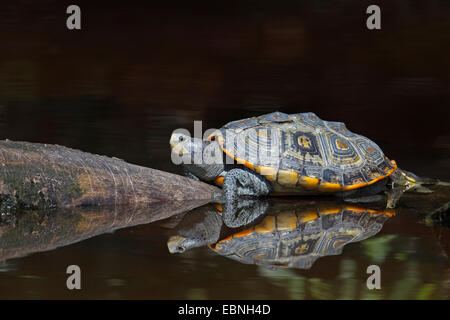 Diamondback terrapin (Malaclemys terrapin), si siede su un pezzo di legno, che si trova nell'acqua, immagine speculare, STATI UNITI D'AMERICA, Florida Foto Stock