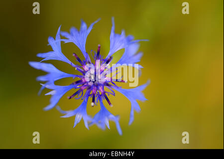 Laurea di primo livello pulsante, bluebottle, Fiordaliso (Centaurea cyanus), infiorescenza, in Germania, in Renania settentrionale-Vestfalia Foto Stock