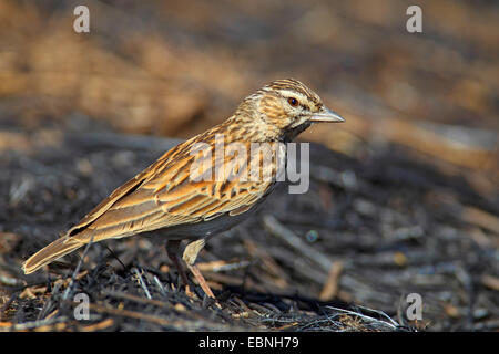 Sabota lark (Mirafra sabota), in piedi sul suolo, Sud Africa, Parco Nazionale di Pilanesberg Foto Stock