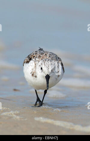 Sanderling (Calidris alba), passeggiate sulla spiaggia, STATI UNITI D'AMERICA, Florida Foto Stock