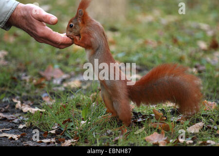 Unione scoiattolo rosso, Eurasian red scoiattolo (Sciurus vulgaris), scoiattolo dolce in piedi sulle zampe posteriori e mangiare dalla mano, Germania, Sassonia Foto Stock