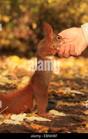 Unione scoiattolo rosso, Eurasian red scoiattolo (Sciurus vulgaris), scoiattolo dolce in piedi sulle zampe posteriori e mangiare dalla mano, Germania, Sassonia Foto Stock