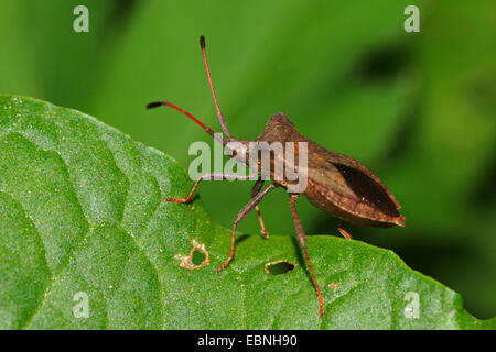 Squash bug (Coreus marginatus, Mesocerus marginatus), seduta su una foglia, Germania Foto Stock