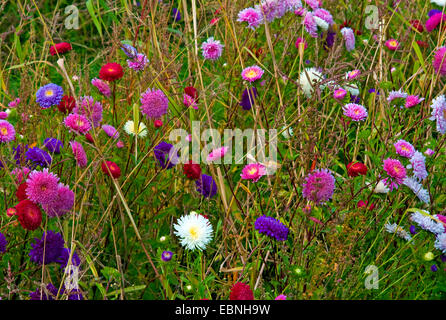 Cinese, aster aster della Cina (Callistephus chinensis), in un aiuola di fiori Foto Stock