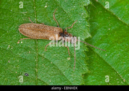 Fare clic su beetle (Denticollis linearis), seduta su una foglia, Germania Foto Stock