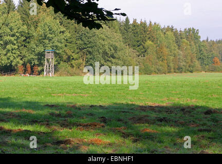 Nascondi sollevata al bordo della foresta, Germania, Bassa Sassonia Foto Stock