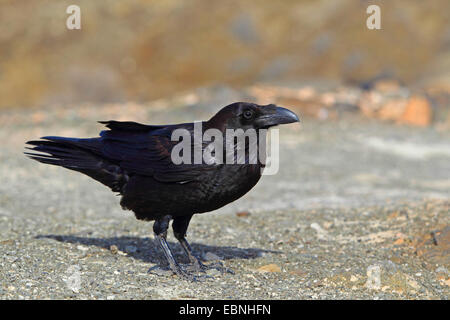 Corvo nordafricano (Corvus corax tingitanus, Corvus tingitanus), raven si trova sul terreno, Isole Canarie, Fuerteventura Foto Stock
