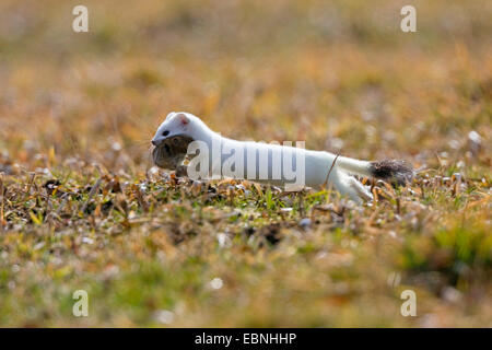 Ermellino, ermellino (Mustela erminea), che corrono su un prato con un mouse catturati in bocca, Germania Foto Stock
