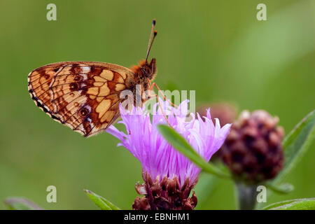 Minore fritillary in marmo (Brenthis ino), seduta a una lama per erba, marrone fiordaliso, Centaurea jacea, in Germania, in Renania Palatinato Foto Stock