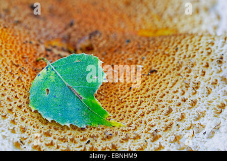 Shaggy scalycap, Shaggy Pholiota (Pholiota squarrosa, Pholiota squarosa), foglie di betulla giacente sul fungo, Germania, il Land Brandeburgo Foto Stock